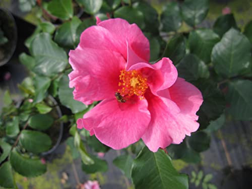 Rosa SEE YOU in pink ® - Beetrose SEE YOU in pink ® - Kordes Rose - ADR Rose