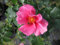 Rosa SEE YOU in pink ® - Beetrose SEE YOU in pink ® - Kordes Rose - ADR Rose