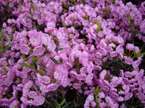 Kalmia polifolia - Berglorbeer polifolia - Lorbeerrose 20-30cm