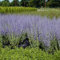 Blauraute 'Lacey Blue' Perovskia atriplicifolia hell- bis dunkelviolettblaue Ähren vor silbrig-weißem Laub winterhart