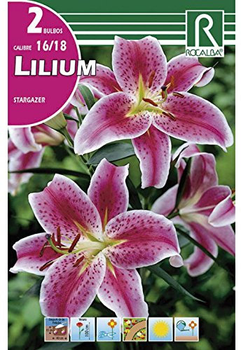 BULBO LILIUM - AZUCENA - LIRIO STARGAZER - 2 UD.…
