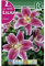 BULBO LILIUM - AZUCENA - LIRIO STARGAZER - 2 UD.…