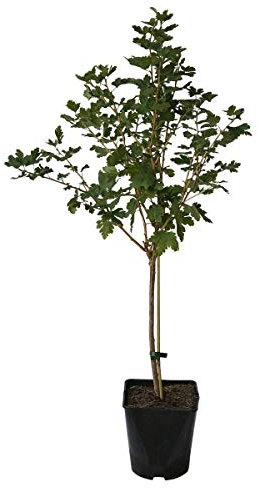 Captivator fast dornenlose Stachelbeere rote Früchte Fußstamm 50 cm Stamm 80-100 cm im 5 Liter Topf