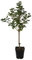 Captivator fast dornenlose Stachelbeere rote Früchte Fußstamm 50 cm Stamm 80-100 cm im 5 Liter Topf