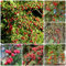 100 pcs teppichmispel samen - bonsai baum, gewächshaus (Cotoneaster dammeri) blumensamen, hochbeet plants, bio samen winterharte kübelpflanzen, balkongarten obstbäume kaufen, ostergeschenke