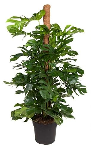 Monstera deliciosa Fensterblatt mit Moosstab Zimmerpflanze 120 cm Höhe