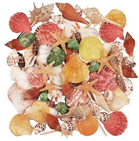 Jangostor Muscheln Gemischt 12 Arten Ozean Muscheln und Seesterne Muscheln Perfekt für Vase Füllstoffe, Strand Thema Party Hochzeit Dekor, DIY Kunsthandwerk, Fisch Panzer