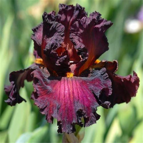 Los bulbos de iris, plantas de iris, tienen un tiempo de floración prolongado y son muy ornamentales. Son fáciles de plantar y aptos para principiantes.-6bulbos-A