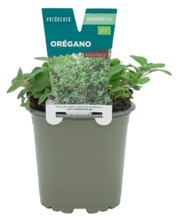 Verdecora Orégano en maceta Ø11cm | Origanum vulgare | Planta de Interior y Exterior | Hojas Aromáticas y Sabrosas | Ideal para Cocina y Decoración