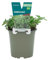 Verdecora Orégano en maceta Ø11cm | Origanum vulgare | Planta de Interior y Exterior | Hojas Aromáticas y Sabrosas | Ideal para Cocina y Decoración