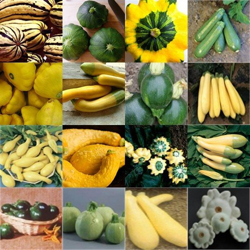 Seeds Summer Squash Mix 15 seeds