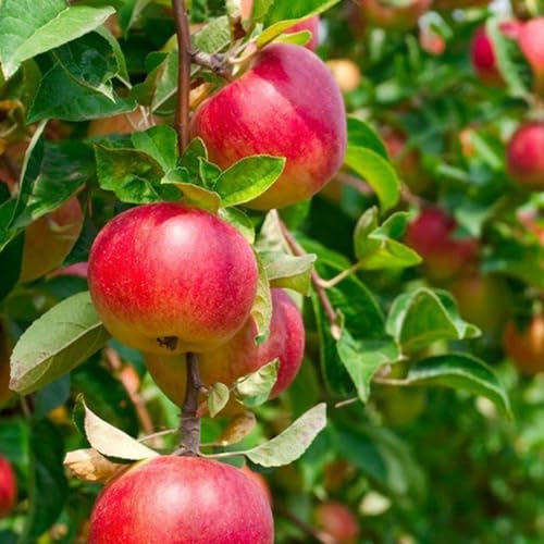 Apfelsetzlinge, Friedliche FrüChte,Winterharte Stauden,Mit SchöNen Farben,Apfelbäume pflanzen,Apple Tree, Apple Tree,Langer HäNgezeit,Winterhart Mehrjährig-5zwiebeln-B