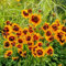 400 pcs Mädchenauge winterhart pflanze samen - wildblumensamen mehrjährig winterhart, steingartenpflanzen winterhart pflanzensamen Schöngesicht samen, gartensamen kräutersamen frühlingsblumen