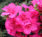 100 semi di fiori di azalea