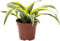 Drachenbaum Lemon Surprise - pflegeleichte Zimmerpflanze, Dracaena Deremensis Fragrans Lemon Surprise - Höhe ca. 10 cm, Topf-Ø 6 cm