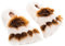 Habibi Plush Classic – 1540 Slippers Big Foot, Gr. M (37-40) Hausschuhe/Wärmepantoffeln/Wärmeschuhe zum Erwärmen in der Mikrowelle/Backofen …