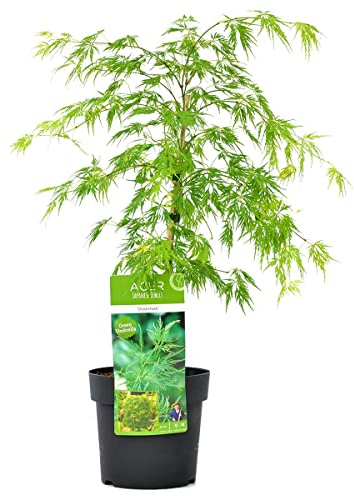 Bloomique - Acer Palmatum Dissectum - Japanischer Ahorn - Grünes Laub - Gartenpflanzen - Winterhart - Höhe 50-70 cm - Topf 19 cm