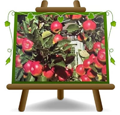 Pommiers roses de Caldaro Arbres fruitiers Hauteur: 180~200 cm Âge: 4 années Pot: 24/26 cm