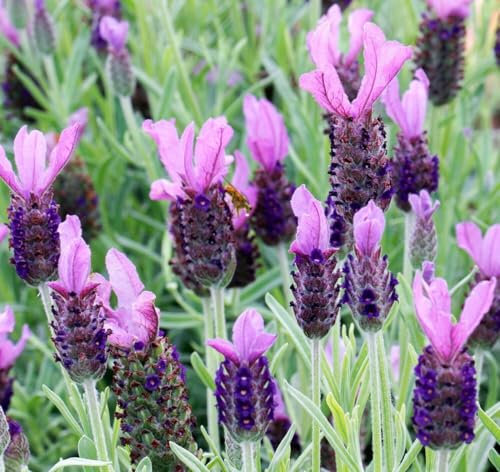 Lavandula stoechas Anouk - French Lavender - Plant in 9 cm Pot