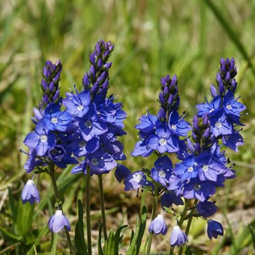 6 x Niederliegender Ehrenpreis 'Blue Sheen' - Veronica Prostrata Topf 9x9cm: Bodendecker mit silbrig-blauem Charme