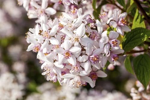 Deutzia rosea 'Yuki Snowflake' 40-60 cm – Winterhart, Mehrjährig, Pflegeleicht – Maiblumenstrauch – Zierstrauch für Garten & Beet