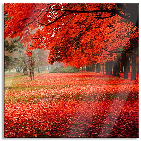 Pixxprint Glasbild, Wandbild auf Echtglas, Rot gefärbter Park im Herbst, 40x40 cm, inkl. Aufhängung und Abstandshalter