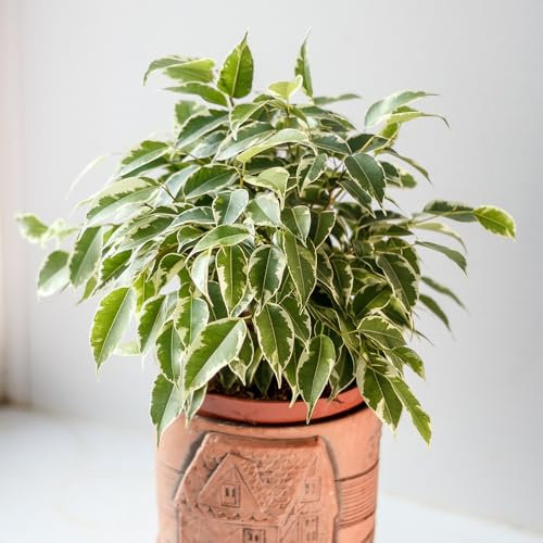 You Garden - House Plant Weeping Fig, Ficus benjamina Kinky with Jute Stem, Indoor Plant in 12cm Pot, for Home, Office or Living Room