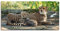ARTLAND Wanddeko Leinwand Bilder Wandbild 100 x 50 cm Afrika Natur Portrait Tiere Wildnis Katze Gepard Baby S9HY