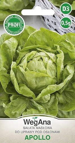 WegAna Butterkopfsalat Apollo Samen 0,5g, Grüne Kopfsalate, Robuste Gemüsesamen, Gemüse Samen, Samen Anzucht, Saatgut für Gewächshaus