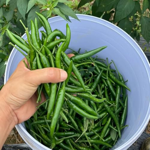 Chili Pflanzen Samen, pflanzensamen zimmerpflanzen Chili Samen, Chilli Samen, gemüsesamen & -pflanzen chili samen extrem scharf gemüse pflanzen, garten geschenke alte gemüsesorten 400pcs
