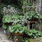 steinbrech pflanze samen - pflanzensamen, pflanzen für sonnige plätze steinbrech samen, kräutergarten küche gartenpflanzen, wildblumen balkonblumen kräuter samen, bonsai samen, 400pcs