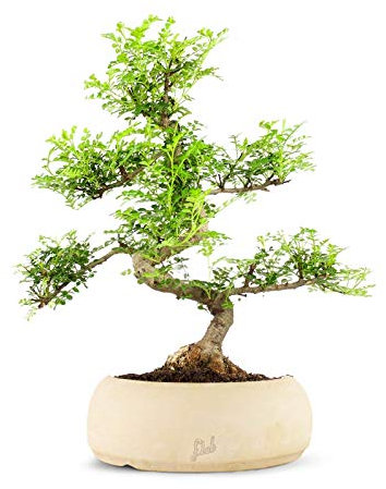 Pepe Bonsai Altezza 45 cm, Pianta Vera,Pianta da Interno, Vaso Artigianale di Terracotta - Bianco