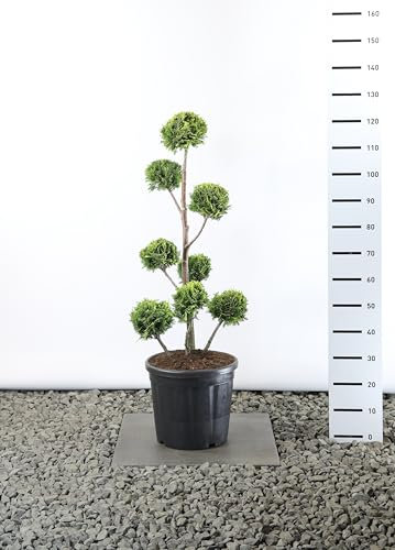 Hecken Formschnitt Gartenbonsai - Chamaecyparis lawsoniana Stardust - Zypresse - Multibol - verschieden Größen - (Gesamthöhe 100-125 cm - Topf 20 Ltr.)