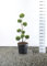 Hecken Formschnitt Gartenbonsai - Chamaecyparis lawsoniana Stardust - Zypresse - Multibol - verschieden Größen - (Gesamthöhe 100-125 cm - Topf 20 Ltr.)