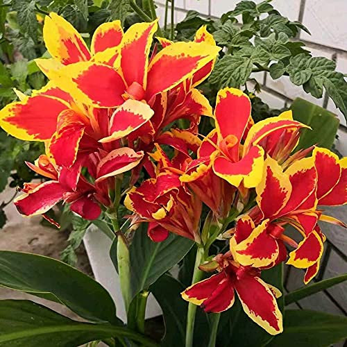 FStening 4 Pezzi Rosso Con Bordo Giallo Canna Indica Bulbi Varietà Speciali Adatte A Qualsiasi Coltivatore Professionista Principiante Del Giardino Piantato All'aperto