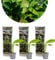 3x Musa Basjoo – Banane – Winterherz – ⌀10,5 cm - 20-25 cm
