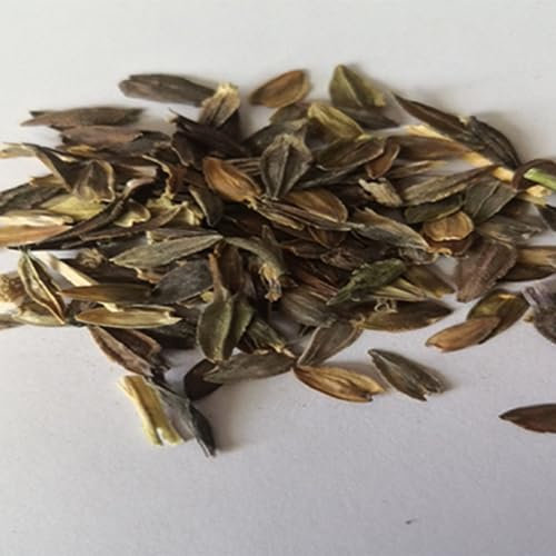 kiskick 100 Stück gemischte farbige Dahlie-Samen, mehrjährige Blumenpflanze, Hausgarten-Bonsai-Dekor, ertragreiche Samen für den Anbau Dahliensamen