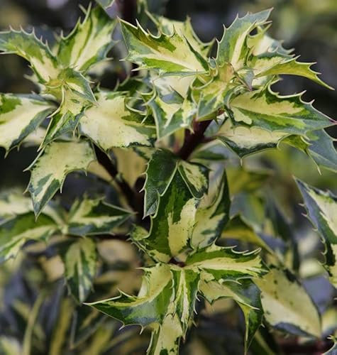 Alaska Stechpalme Ilex White Cream 80-100cm - Ilex aquifolium