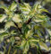 Alaska Stechpalme Ilex White Cream 80-100cm - Ilex aquifolium