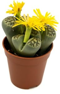 Cactus Piedra Natural – Suculenta Lithops Perfecta para el Interior y el Exterior del Hogar