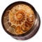 Fly Style Piercing Ohr Tunnel Plug - Ohr Piercings - Ammoniten Earplug Holz Horn, Grösse:16 mm (Paar)