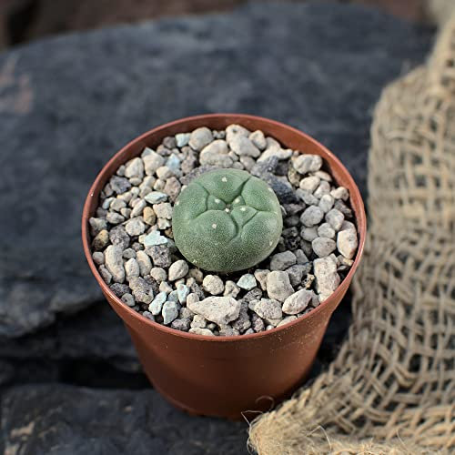 Lophophora williamsii, peyote. Durchmesser 2cm