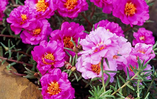 55pcs Portulaca (Purslane) Moss Roses Double Flowered Rose Red Flower Seeds: Only seeds