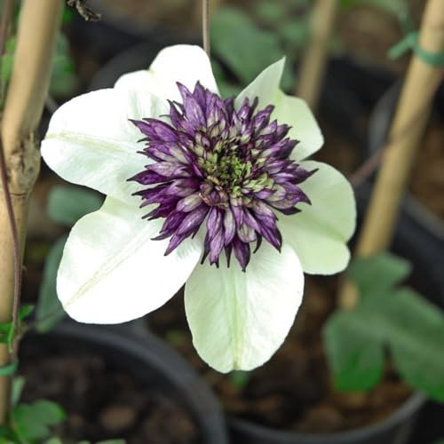 Clematis Florida 'Sieboldii' - Unique Creamy-Green Blooms - Vigorous Climbing Plant for Walls & Fences - Hardy - Long-Flowering Season - Easy Pruning – 1x, 2X 3 Litre Pot by Thompson and Morgan