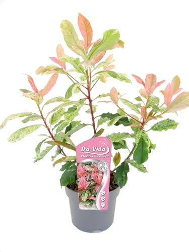 Glanzmispel Photinia fraseri 'Pink Crispy' – 40-60 cm | Schlank wachsend, winterhart & immergrün | Ideal für Hecken & Kübel