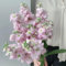 veilchen levkojen samen mehrjährig kräuterpflanzen, blumen für balkon usambaraveilchen pflanzen samen wbonsai samen. interharte kübelpflanzen gartenblumen, zimmerpflanzen samen 35pcs