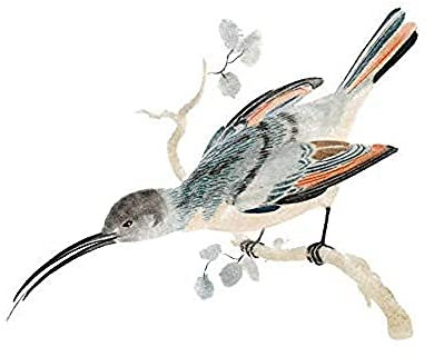 Bird Hummingbird Vintage Illustration Art Print Canvas Premium Wall Decor Poster Vogel Jahrgang Wand Deko