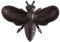 Rivanto® Gusseisen Futterschale Tierfigur Biene L 15 x B 20 x H 6,5