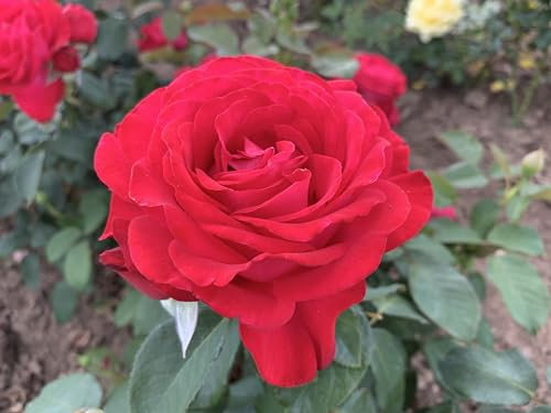 Edelrose Dominica (Container)