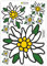 Aufkleber SET Alpen Edelweiss Bayern Auto Sticker- für Auto, Fahrzeuge, Roller, Moped, Motorrad-Helm, Fahrrad, Laptop